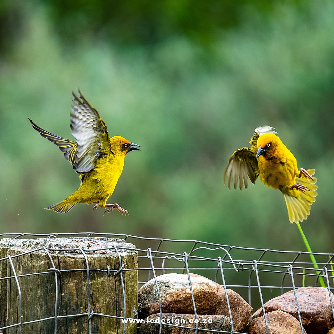 LCDesign10's tweet photo. ∙∙Natural Beauties∙∙
Nature photography at its best. 📸 👌
#lcdesign #lcdesignsa #tellingyourstoryvisually #husbandandwifeteam #sony #sonycameras #nature #naturephotography #naturalmoments #birds #wildlife #wildlifephotography https://t.co/YbCxrW34oT
