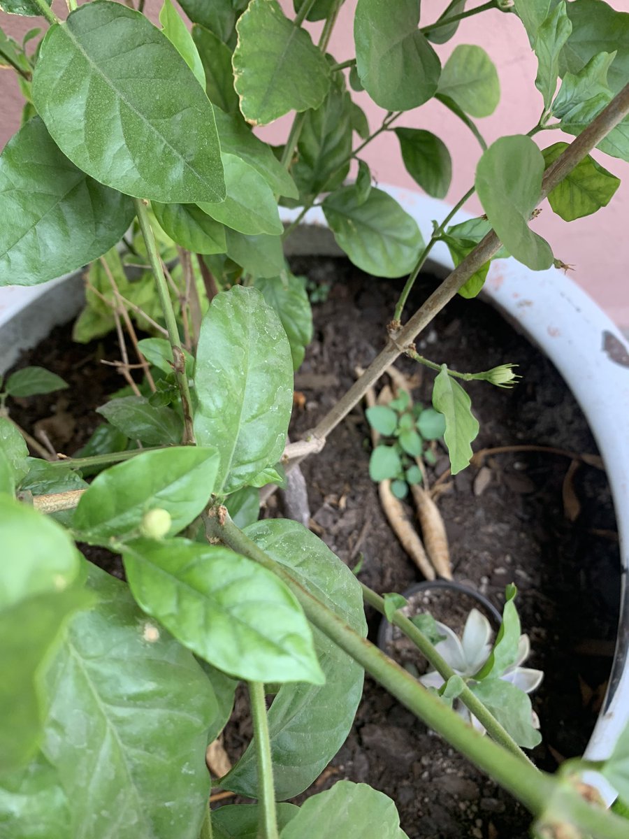 MarceMtzA's tweet photo. El jazmín de mi casa de señora ya tiene botones❤️ya quiero ver las flores https://t.co/4cVhxaym7F