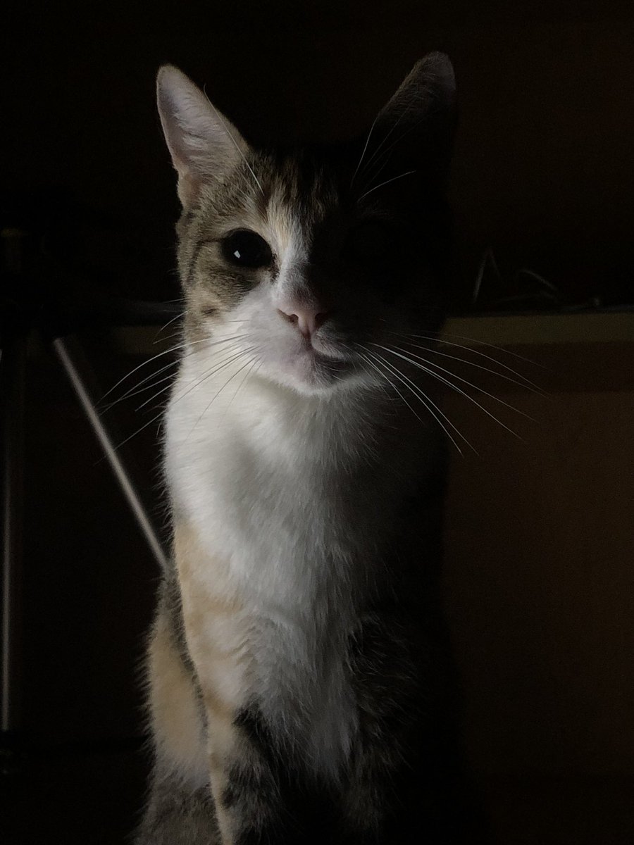 dicenquesoypana's tweet image. Los mejores 9 años😍🥳 #Buffi