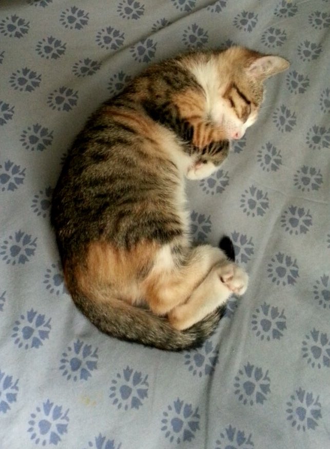 dicenquesoypana's tweet image. Los mejores 9 años😍🥳 #Buffi