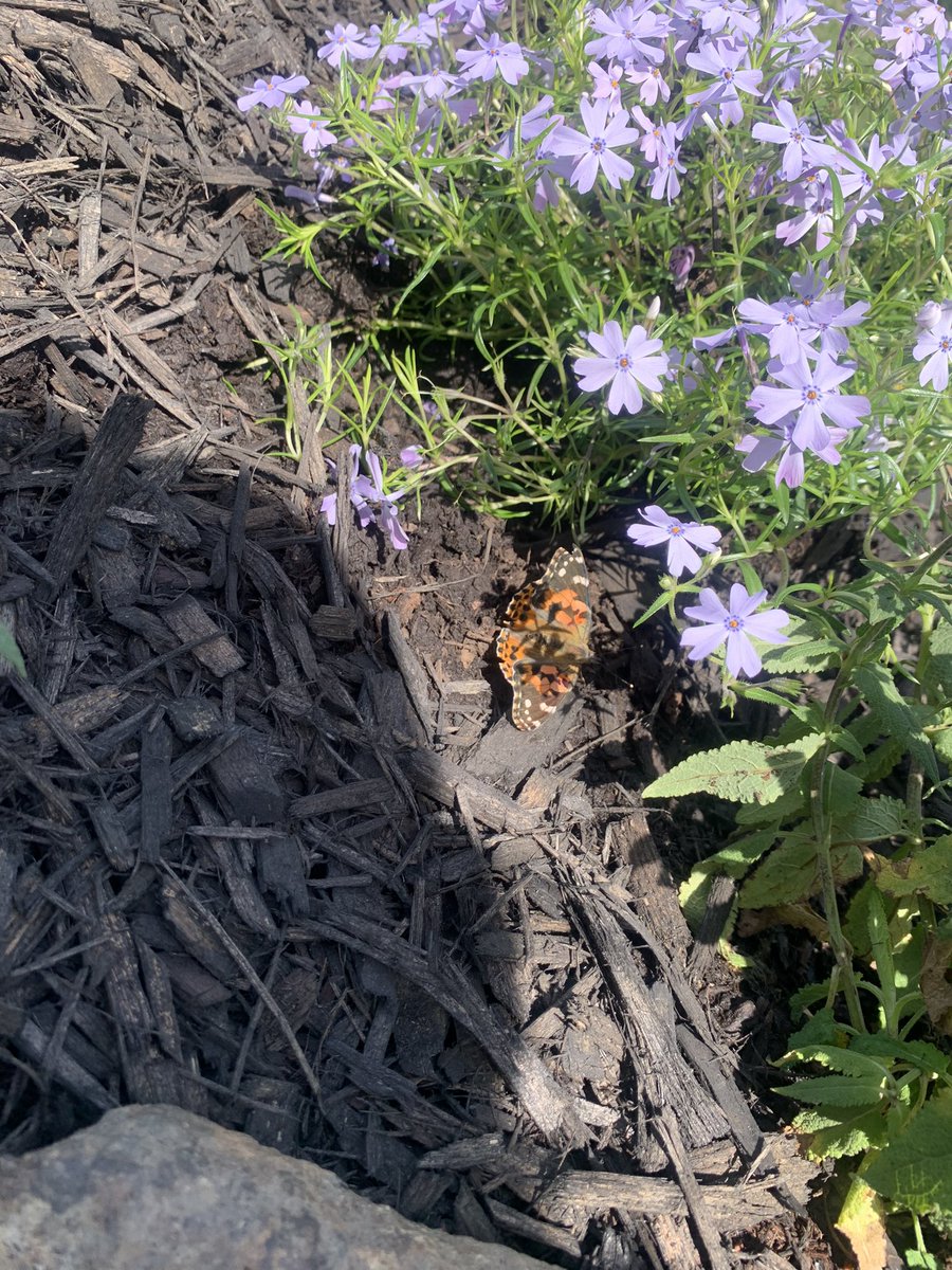 Letting our butterflies go in the butterfly garden <a href="/TeachForFuture/">Len Martin</a> class made for <a href="/WyandotECS/">WyandotECS</a> outdoor classroom. It’s so beautiful!🦋  #weshinebright #WEarelakota