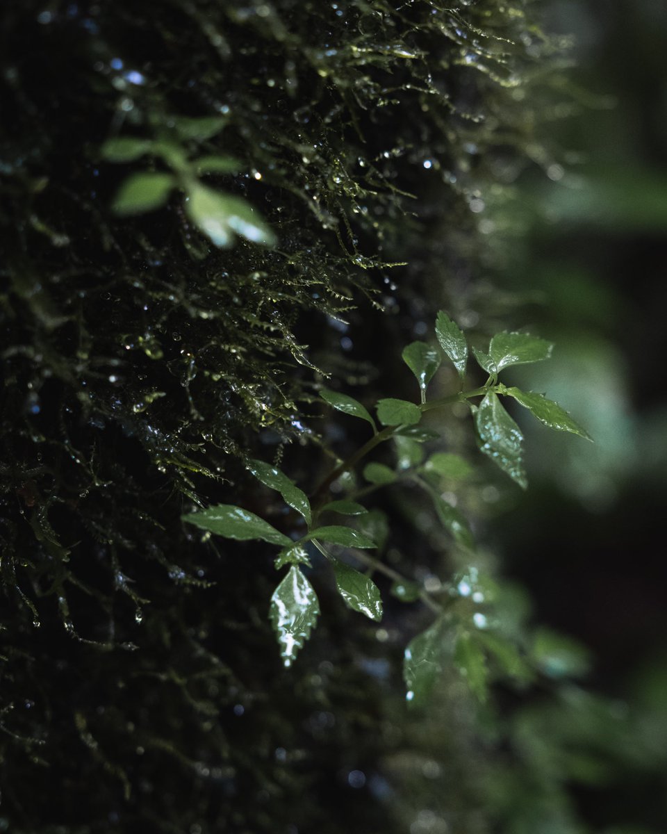 AustynVisuals's tweet photo. Happy Earth Day 🌱 https://t.co/kMGTi6kxjz