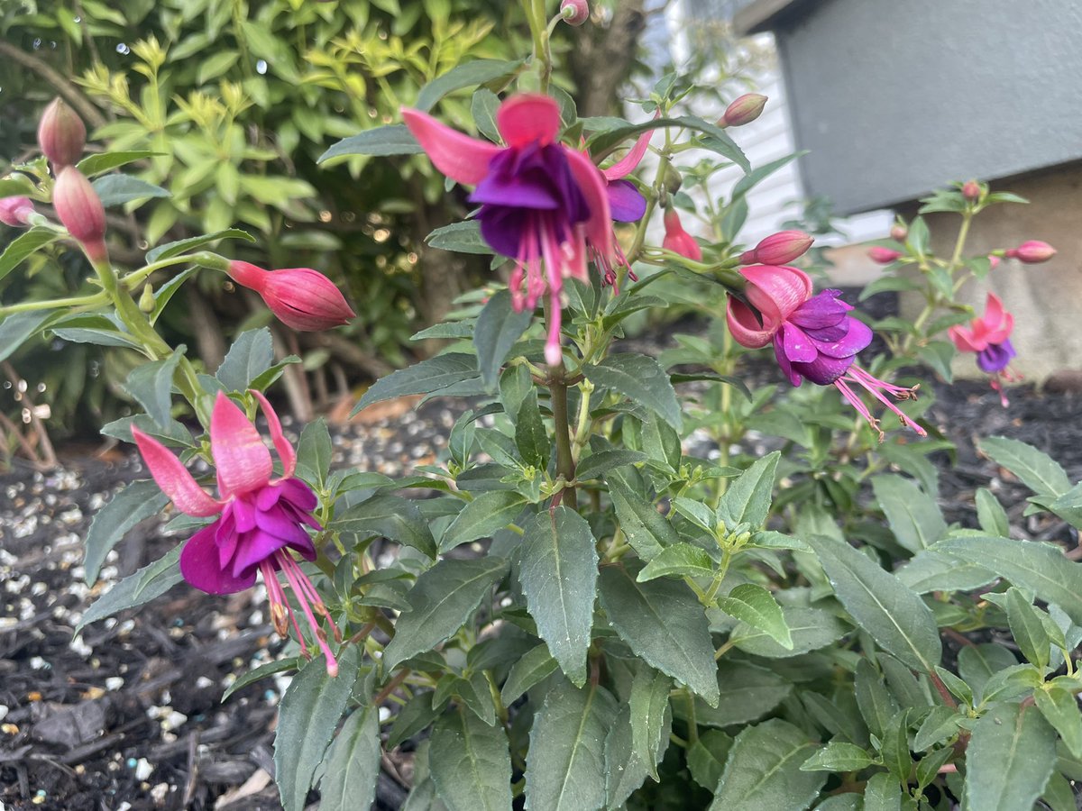 Kelsey Davis tweet media