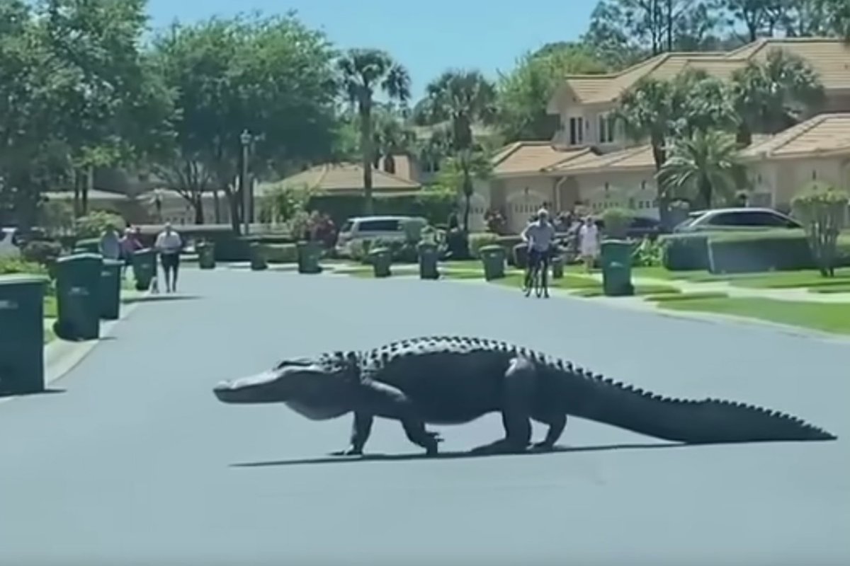 coolsmith28's tweet photo. @Mora_Vtuber Alligator😁🐊 https://t.co/xLs3tkeVGP