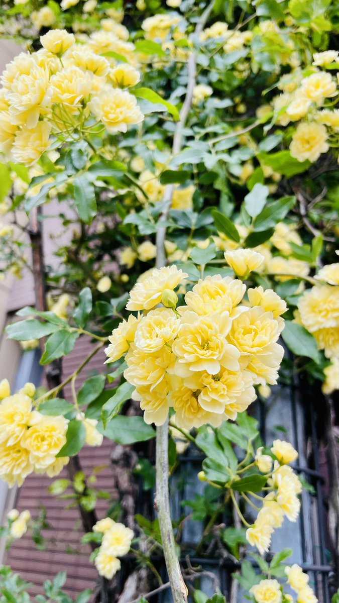 Myself17R's tweet photo. お散歩中に見つけた綺麗なお花🌼
モッコウバラ💛
中国原産のバラなんですね！ https://t.co/nzAdxvUNlT