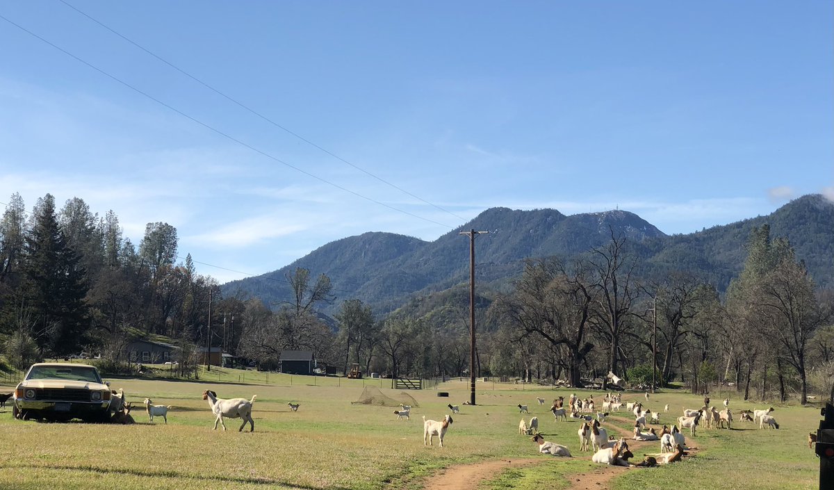 VeganRecovering's tweet photo. My vegan friend said:
"I don't know where I can buy grass fed meat around here."
Literally on his street, I passed this herd munching on his neighbor's property!
#thinkoutsidethecart #knowyourfarmer https://t.co/HaShyhf86r
