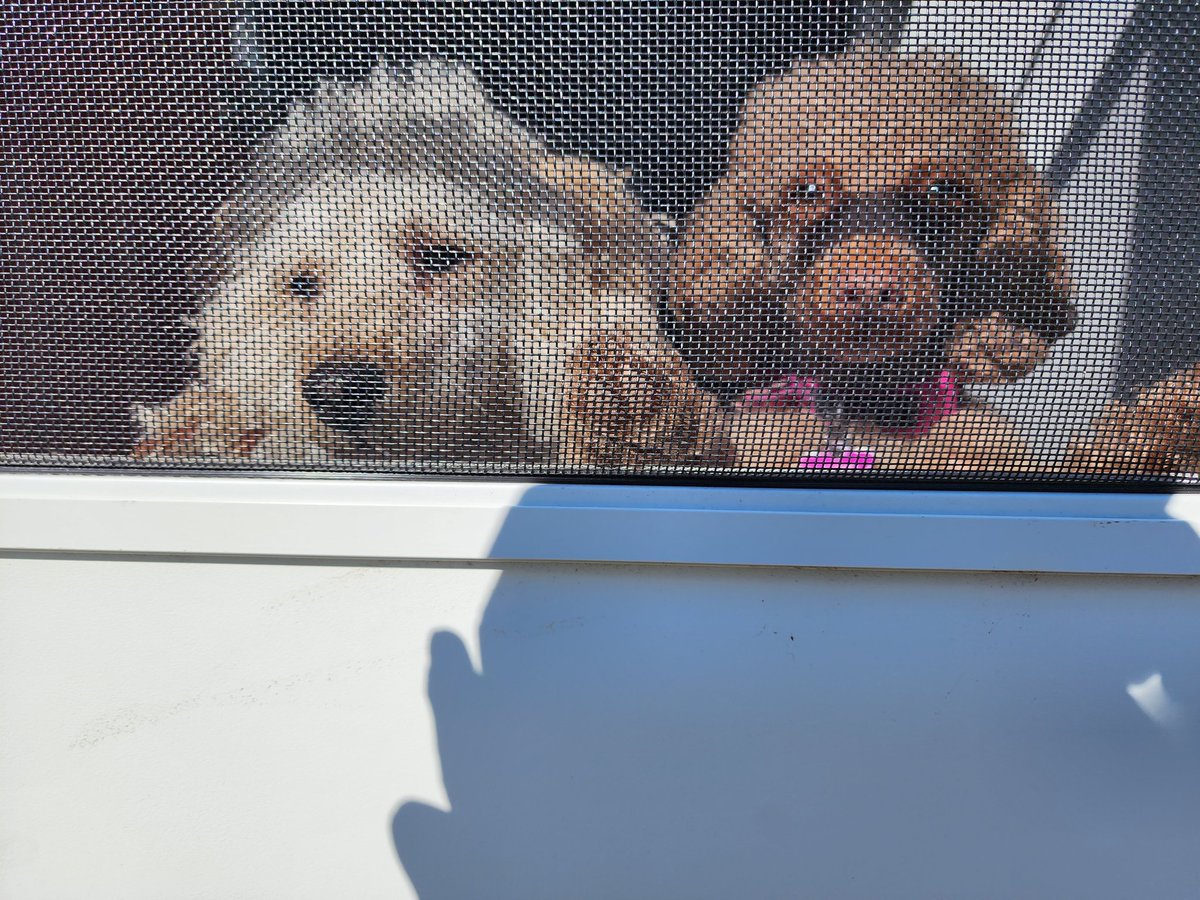 We want to come out!! #poodles