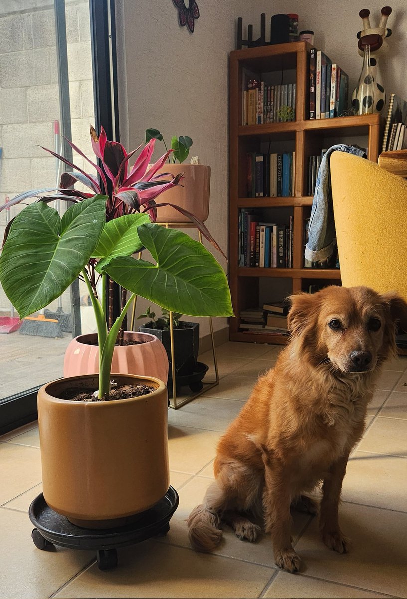 Bequeishon's tweet photo. Y como siempre, la foto de Fiona con mi planta en crecimiento
(Ignoremos las escobas del fondo) https://t.co/45dxqmExgD