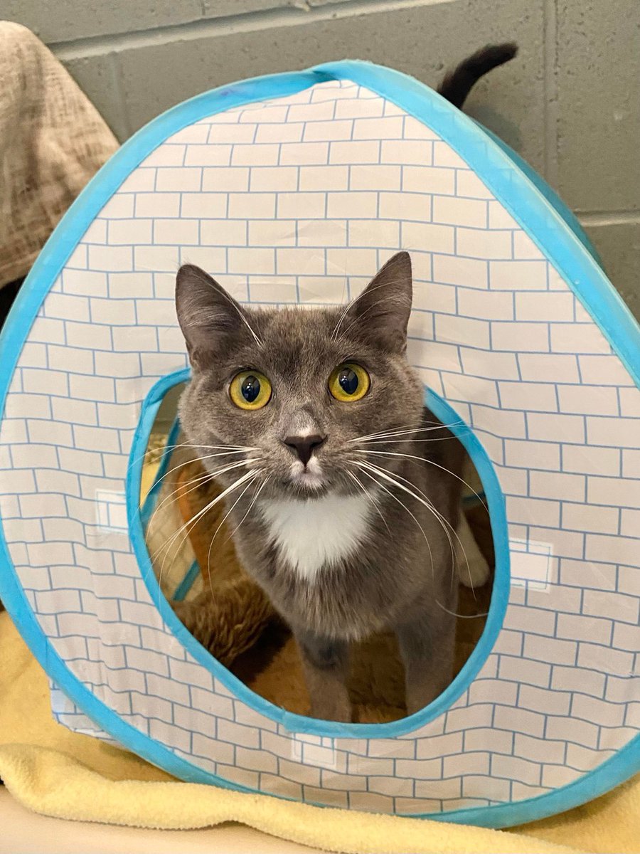BOW_VALLEY_SPCA's tweet photo. Hello there, my name is Princess Leia. I am a sweet lady fit for a life of luxury, but despite my princess status, I am not a high maintenance cat. I am timid and loving and would just like a home that feels safe and has some trusting humans around.… https://t.co/eilBCcDS1K https://t.co/qbhhPasIdD