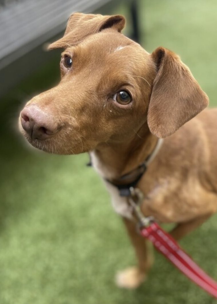 TomJumboGrumbo's tweet photo. Goldie #165746 arrived in NYCACC because his owner is elderly and has financial hardship. Age 9, he’s been with his family from a PUPPY. A usually affectionate, independent and playful dog, who is now intensely fearful. His world has collapsed and he panics on returning to his kennel. TBK Tuesday. Dog, stranger and kid friendly, he’s perfect: please pledge RT Goldie!
#RescueDogs #NewYork

https://t.co/0Yqpg0f5YP