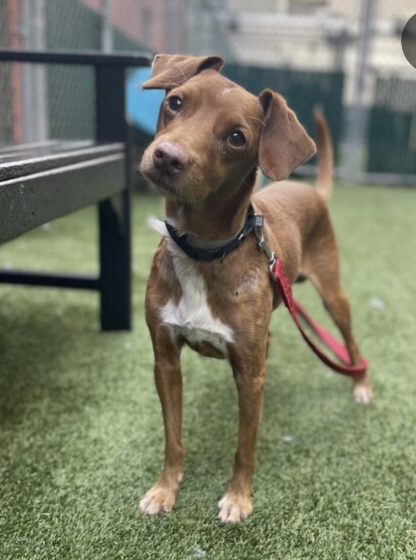TomJumboGrumbo's tweet photo. Goldie #165746 arrived in NYCACC because his owner is elderly and has financial hardship. Age 9, he’s been with his family from a PUPPY. A usually affectionate, independent and playful dog, who is now intensely fearful. His world has collapsed and he panics on returning to his kennel. TBK Tuesday. Dog, stranger and kid friendly, he’s perfect: please pledge RT Goldie!
#RescueDogs #NewYork

https://t.co/0Yqpg0f5YP
