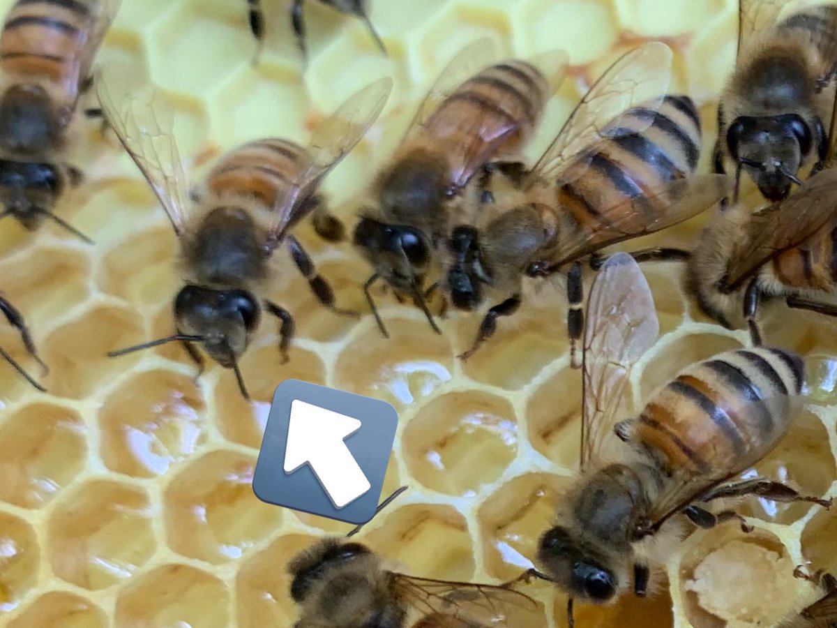 MinasBees's tweet photo. Lindsey Bushnell transfers nectar to her siblings so they can store while she gets back out there! Great relay team! @LindseyBushnell https://t.co/qJrTENFEPN