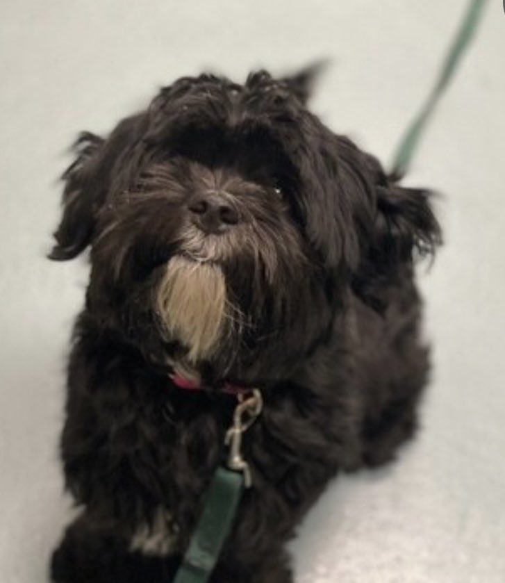 A 1 year old puppy who proved too much for his ‘family’, Dash #169131 is urgent and TBK in NYCACC Tuesday. Just 16lbs and spectacularly failed, given minimal training and guidance and then dumped for behavior. A wonderful puppy IF someone would give him the chance to live. Please