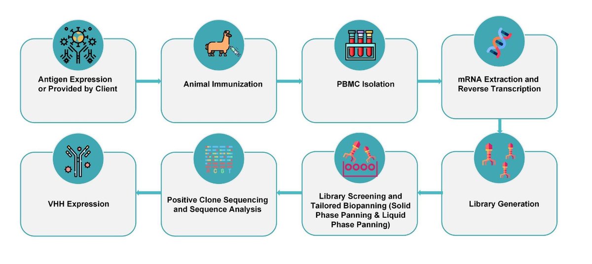 AlphaLifetech's tweet photo. Alpha Lifetech inc., a professional VHH library construction supplier, can provide high diversity and high quality alpaca VHH antibody discovery service.
https://t.co/XNEv4tkFXO
#nanobodies #sdAbs https://t.co/vQ1o7QypUX