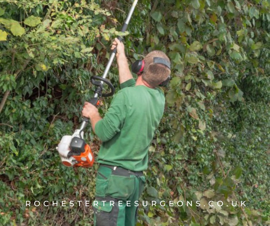 rochester_tree's tweet image. Overgrown trees putting your property at risk? We offer fast and safe tree removal services to keep your property safe and beautiful. Contact Rochester Tree Surgeons today for a free consultation!
#treecutting #treeproblems #treeservices