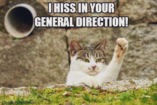 GeneralCattis's tweet photo. I see the unwashed idiots are out once again among the #CatsOfTwitter, trying to earn their doctorates in trolling. Fellow felines, please don’t let them get you down. As we say in the South, “The Lord loves ‘em, but we sure don’t have to…” 
#HissOff #CatsAreFamily https://t.co/5dNoxwL2dG