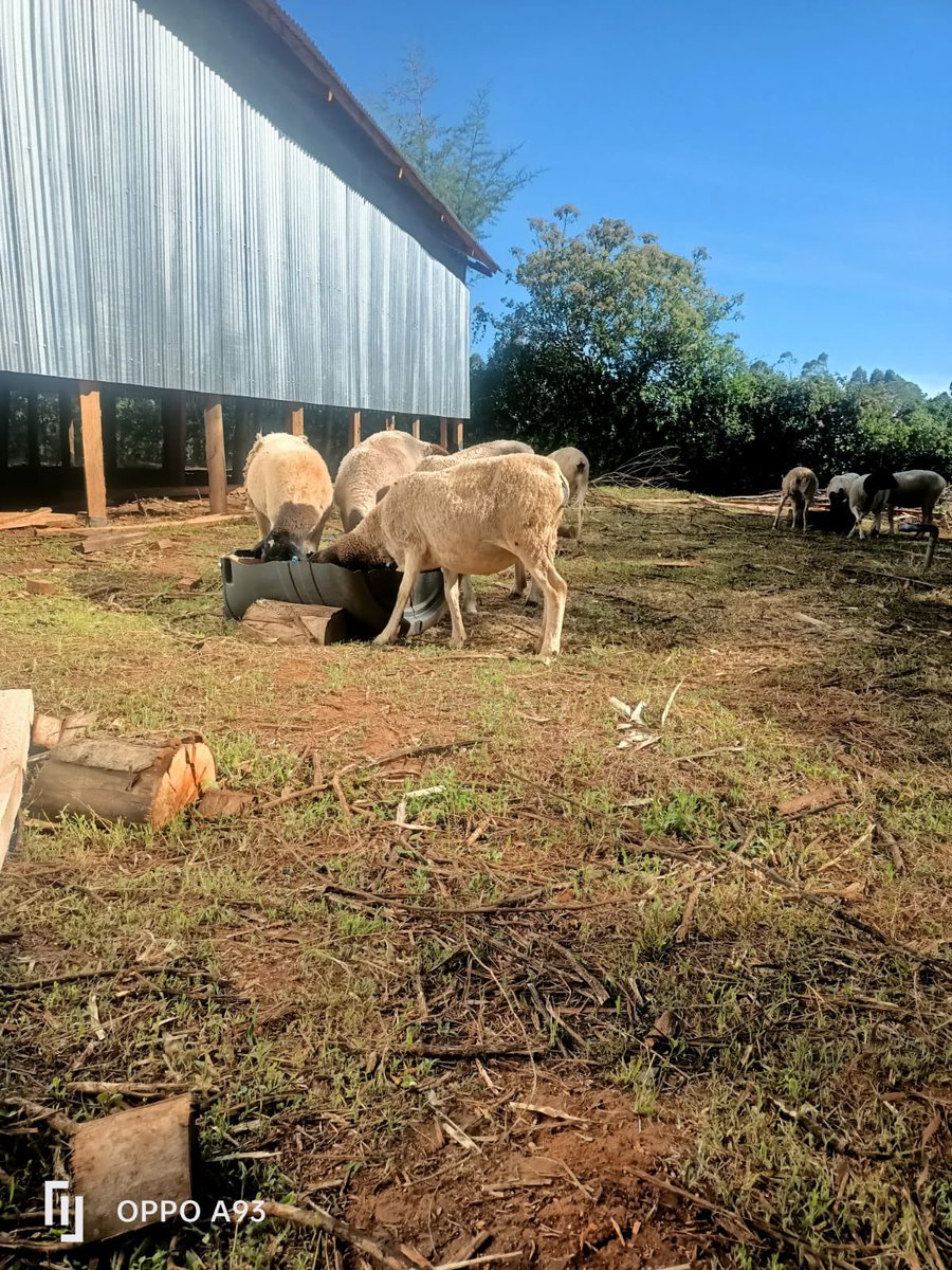 There is a huge space for youths in Agriculture.
youths must rise to the occasion and do farming and take advantage of the arising markets.
Diversification still remain key , I am starting a journey of rearing Dorpers for mutton production and breeding