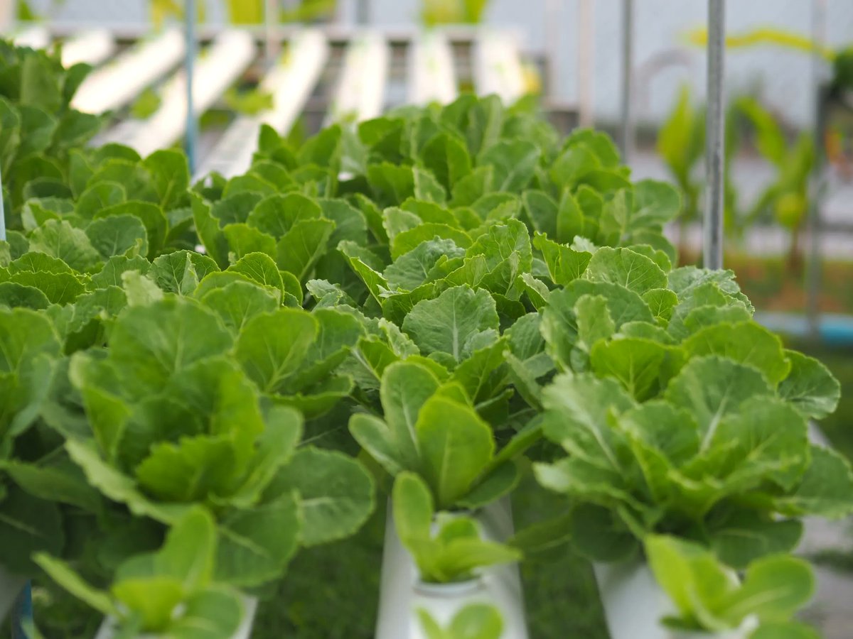 The resort’s own Hydroponic farm where you get the real taste of freshness in all our salads.

#theracha #kohrachayai #phuket #thailand #slh #eco #ecofriendly #ecoresort #amazing #sunset #hydropnhydroponic #amazing #amazingplaces #beach #beachlife #beachlover#explorethailand