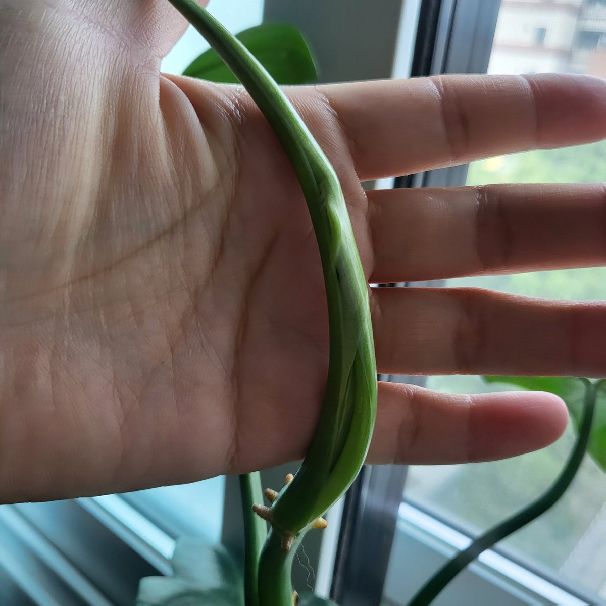 하날하눌 tweet media