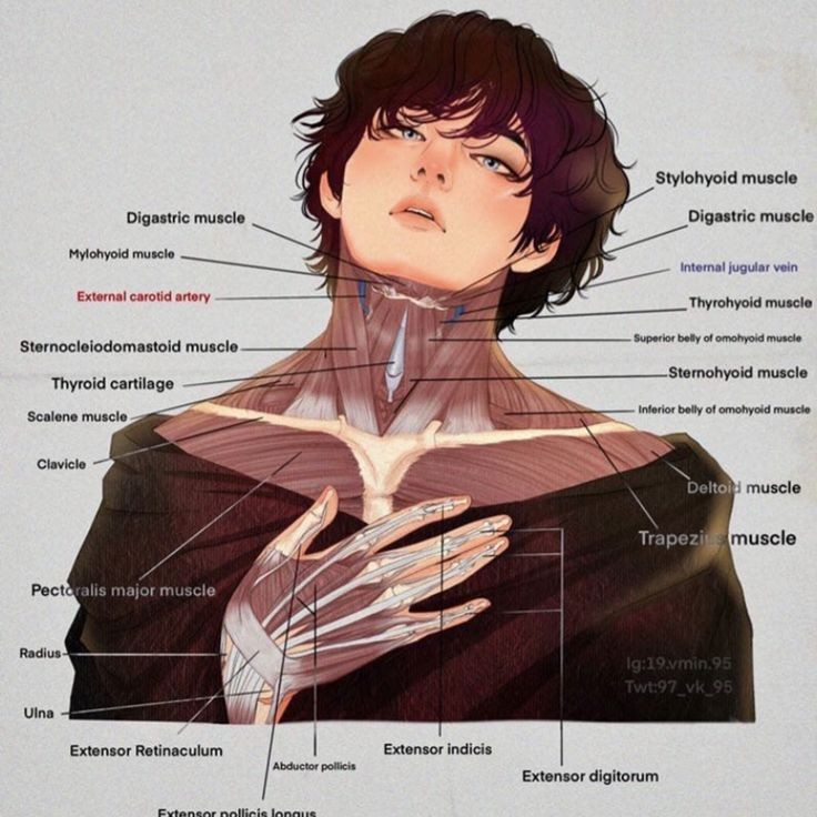 НИХУЯ—
ну такую анатомию я бы с радостью учила..