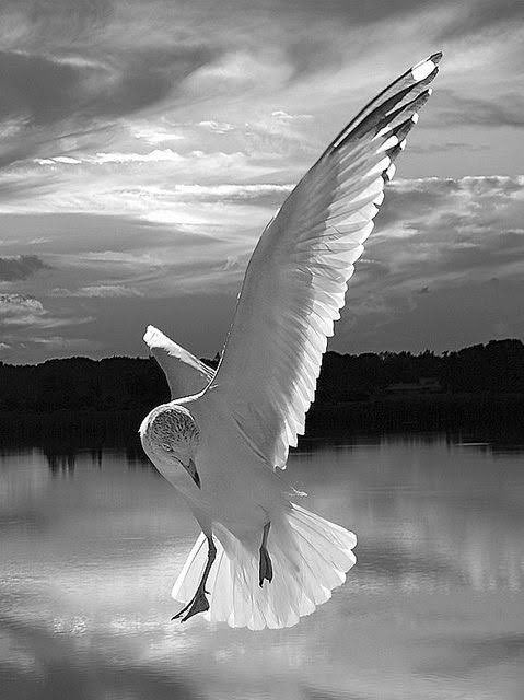 above the snap
and slap

white cap
waves
on the shore

a gull
turns into the wind
to soar
aloft

Neil G

#birds #seagull #nature #theOcean 
#poetrycommunity #naturepoem 

photo: Jeny's flickr page