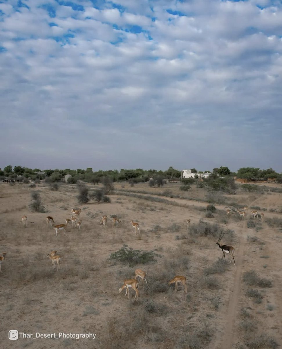 Thar_Desert_Photography (@thardesertphoto) on Twitter photo <a href="/Shikhar_IAS/">Shikhar Agrawal</a> рд╕рд░ рдзрд╡рд╛ рдбреЛрд▓реА рд╡рдиреНрдпрдЬреАрд╡ рд╢рд┐рдХрд╛рд░ рдирд┐рд╖реЗрдз рдХреНрд╖реЗрддреНрд░ (рд╣рд┐рд░рдгреЛрдВ рдХрд╛ рдЯрд╛рдВрдХрд╛)рдХреЗ рдмрд╛рд░реЗ рдореЗрдВ рднреА рдЬреЛрдзрдкреБрд░ DFO рд╕рд╛рд╣рдм рд╕реЗ рдЬрд╛рдирдХрд╛рд░реА рд▓рд┐рдЬрд┐рдпреЗ рдЖрдкредрдореЗрд░реА рдмрд╛рддреЛрдВ рдХрд╛ рдпрдХрд╝реАрди рдирд╣реАрдВ рд╣реИ рддреЛредрдпрд╣рд╛ рдмреАрд╕ рдкрд╣рд▓реЗ 3000 рд╣рд┐рд░рдг рдереЗ рдЬреЛ рдЕрдм рд╕рд┐рд░реНрдлрд╝ 200 рд░рд╣ рдЧрдП рд╣реИрдВредрд╡рдиреНрдЬрд░реНрд╡реЗрд╢рди рд░рд┐рд░реНрдЬрд╡ рдирд╣реАрдВ рдмрдирд╛рдпрд╛ рдЧрдпрд╛ рддреЛ рдпреЗ рднреА рдЦрд╝рддреНрдо рд╣реЛ рдЬрд╛рдпреЗрдЧреЗред <a href="/Shikhar_IAS/">Shikhar Agrawal</a> рд╕рд░ рдзрд╡рд╛ рдбреЛрд▓реА рд╡рдиреНрдпрдЬреАрд╡ рд╢рд┐рдХрд╛рд░ рдирд┐рд╖реЗрдз рдХреНрд╖реЗрддреНрд░ (рд╣рд┐рд░рдгреЛрдВ рдХрд╛ рдЯрд╛рдВрдХрд╛)рдХреЗ рдмрд╛рд░реЗ рдореЗрдВ рднреА рдЬреЛрдзрдкреБрд░ DFO рд╕рд╛рд╣рдм рд╕реЗ рдЬрд╛рдирдХрд╛рд░реА рд▓рд┐рдЬрд┐рдпреЗ рдЖрдкредрдореЗрд░реА рдмрд╛рддреЛрдВ рдХрд╛ рдпрдХрд╝реАрди рдирд╣реАрдВ рд╣реИ рддреЛредрдпрд╣рд╛ рдмреАрд╕ рдкрд╣рд▓реЗ 3000 рд╣рд┐рд░рдг рдереЗ рдЬреЛ рдЕрдм рд╕рд┐рд░реНрдлрд╝ 200 рд░рд╣ рдЧрдП рд╣реИрдВредрд╡рдиреНрдЬрд░реНрд╡реЗрд╢рди рд░рд┐рд░реНрдЬрд╡ рдирд╣реАрдВ рдмрдирд╛рдпрд╛ рдЧрдпрд╛ рддреЛ рдпреЗ рднреА рдЦрд╝рддреНрдо рд╣реЛ рдЬрд╛рдпреЗрдЧреЗред