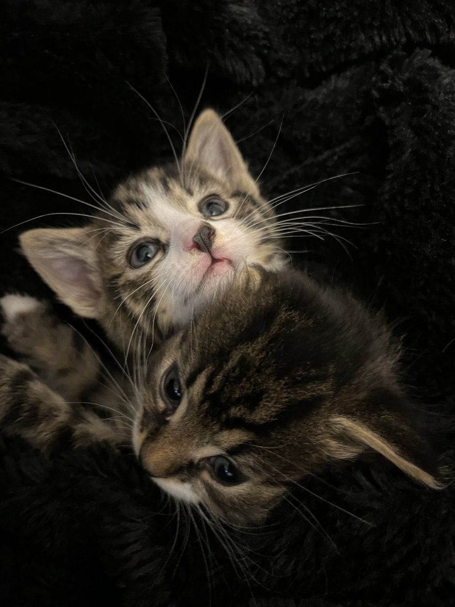 lostnaanbred's tweet photo. I wish I could keep them forever 🥲 https://t.co/LjaQKrWQVn