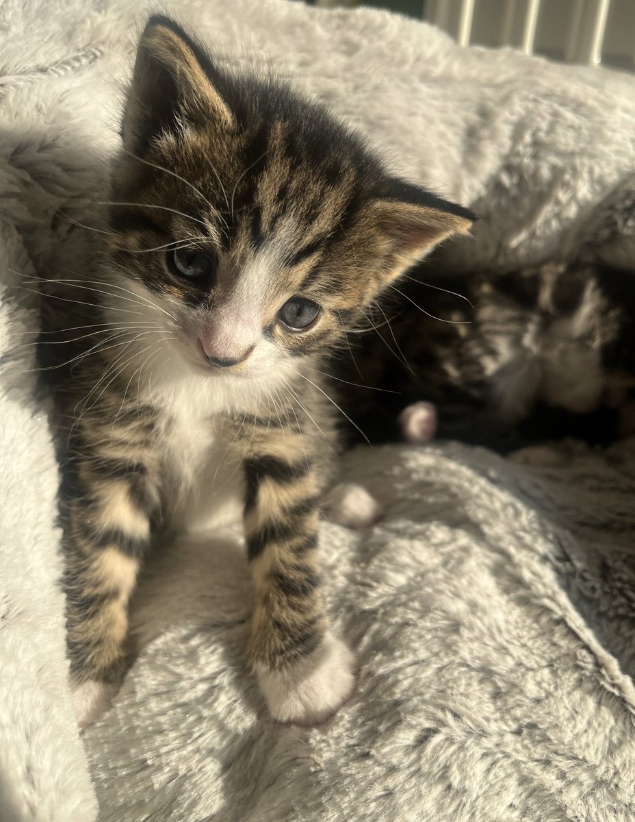 lostnaanbred's tweet photo. I wish I could keep them forever 🥲 https://t.co/LjaQKrWQVn