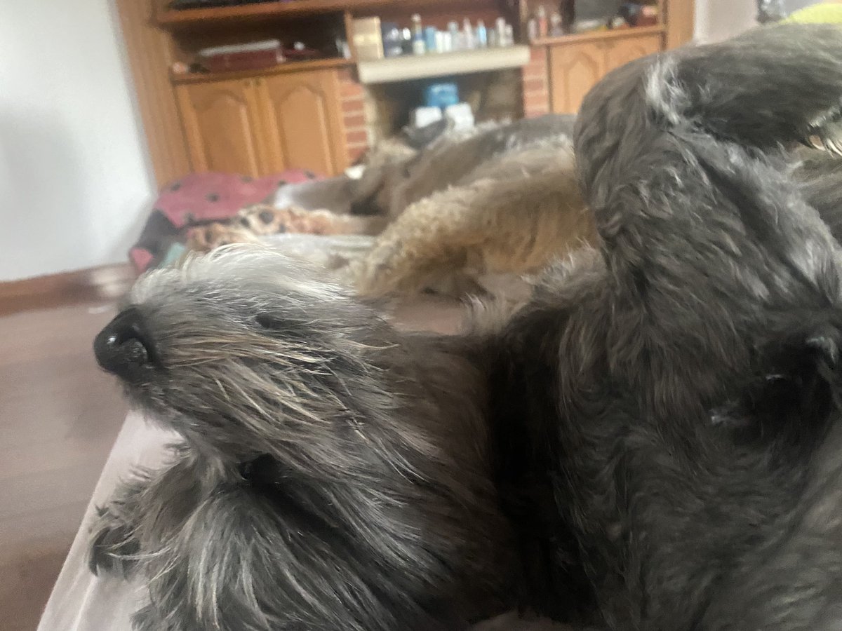 GabrielaVarP's tweet photo. #FelizDomingoATodos los amigos que aman los peludos 🐈‍⬛🐶!
Att: #Blaky más conocido en el mundo perruno como #Chiqui 
#ManadaVargas https://t.co/BXqdM4TM1R