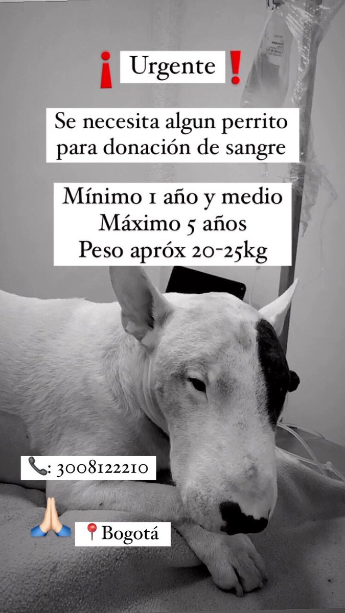 AquiAleja's tweet photo. Si por favor me ayudan a difundir para ayudar a mi perrito Yenko les agradecería un montón 🙏🏻🙏🏻🙏🏻 https://t.co/j9g0mEpFuD