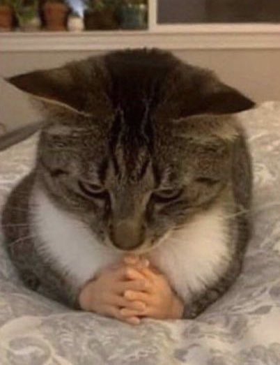 lee know as cats 🐱 (@linoascats) on Twitter photo 