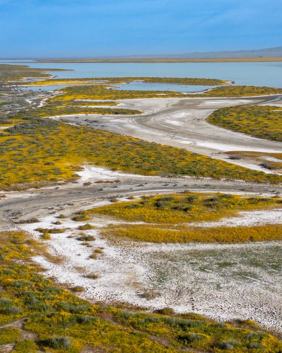 ashokaupadhya's tweet photo. Super bloom at Carrizo Plain National Monument, Santa Margarita, CA
#California #superbloom https://t.co/SCXyd5b5ys