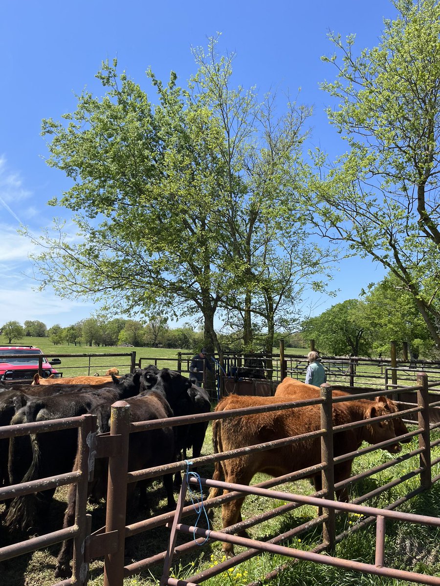 thimschoot1106's tweet photo. Spring Saturday in Arkansas 6 of 10: Arkansas is 11th in the nation in beef production and 1st in glade rock (unofficially). #eatbeef https://t.co/ak3mNq15QQ
