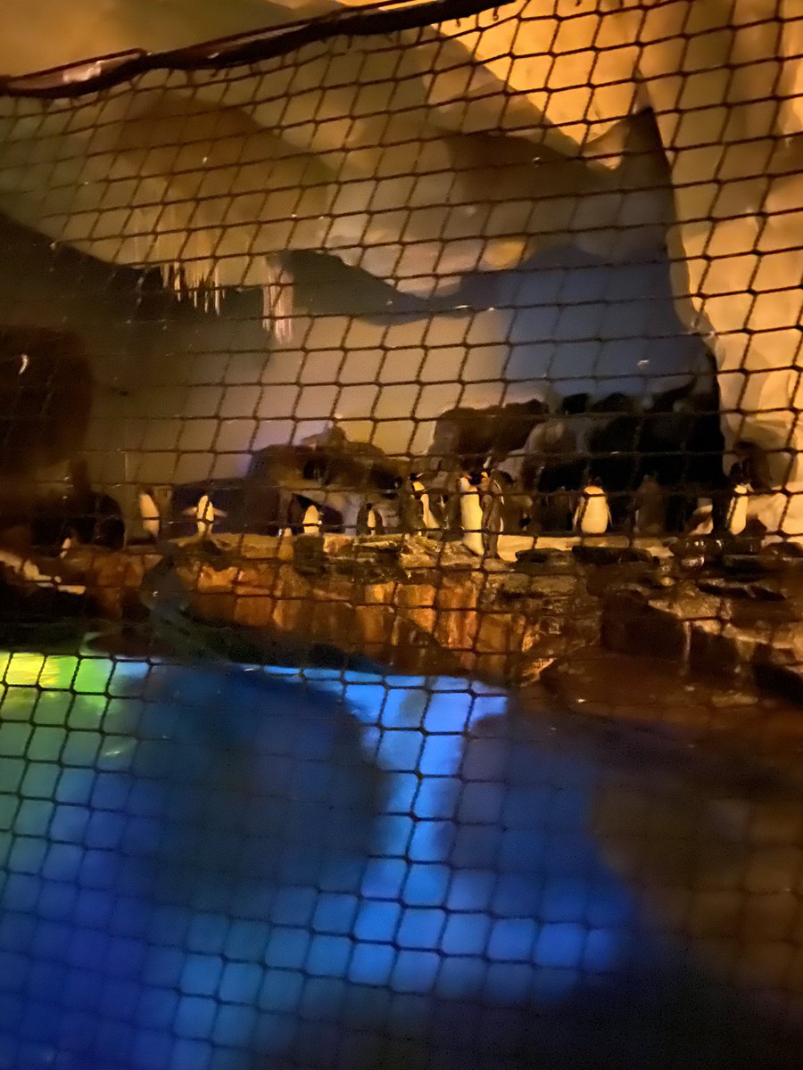ElishaJacy's tweet photo. If we could talk with the animals.  What would they say?  

All life is precious.  We can learn from penguins! 

💕 🌊 🌊 🌊

#GoJacy #TheRabblesNFT #JacyEducation #BlockchainSolutions https://t.co/qolmrMDxqZ