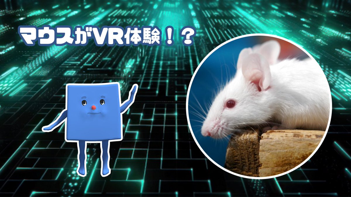 XRtoC's tweet photo. 【マウスもバーチャル空間を体験！？】
マウスの脳活動をリアルタイムに計測するVRシステムが、自閉症の脳機能の研究に役立てられているそうです🐀

とっても重要な研究ですね＜カガクン🌡＞
#XRtoC #neotoC #ネオトック #メタバース #しり隊
🗒https://t.co/qKsISVl0Z3 https://t.co/IahS8BIhZG