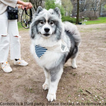 Zeus, 3-year-old Samoyed/Siberian Husky mix, is new to the city and afraid of horses, sewers, and heights. He takes comfort in hiding behind his owners near windows or ledges. Spotted in Central Park, NY. #dogsofnyc #cityfear