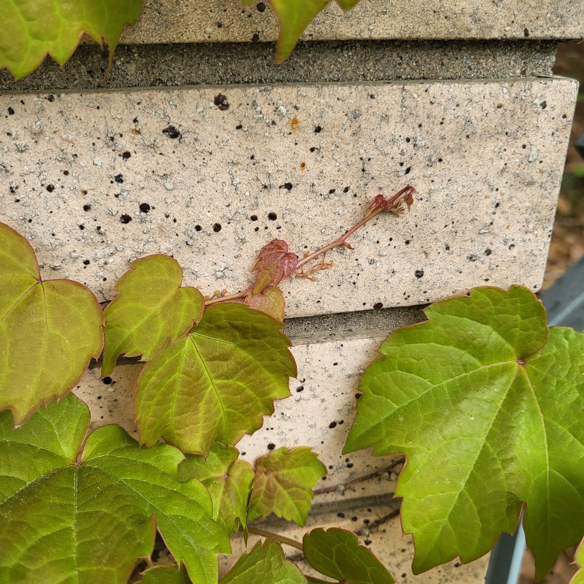 하날하눌 tweet media