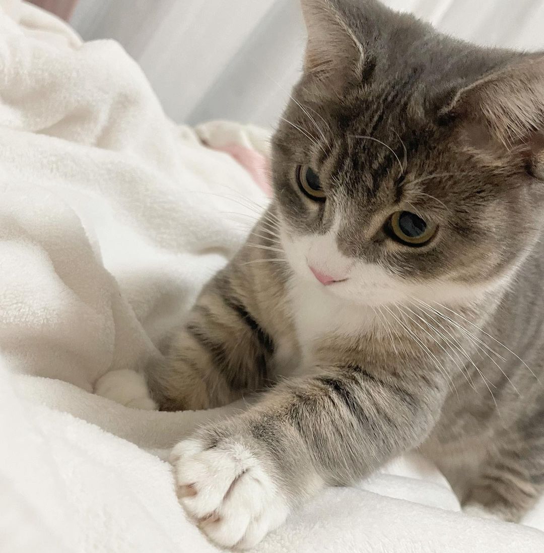 ViralTodayX's tweet photo. cute 😍😍😍

#viral #foryou #cat #catsofinstagram #cats #nature #canada #photo #pics #usa #resim #japan #pet #кот #london #photography📷 #losangeles #chikago #houston #philippines #phoenix #sanantonio #philadelphia #india #norway #猫 #dog #followforfollowback #instagood #canva https://t.co/kc4dzkOKwn