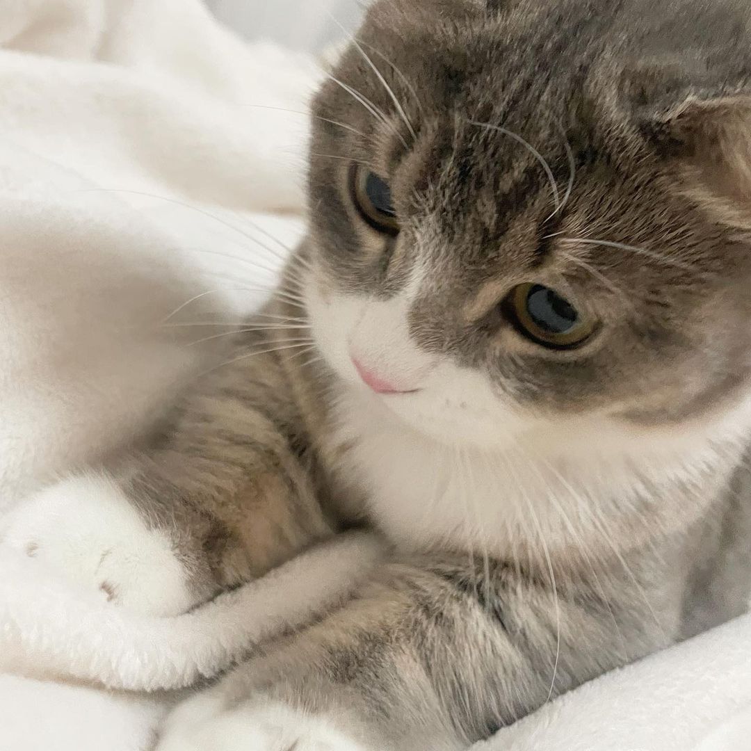 ViralTodayX's tweet photo. cute 😍😍😍

#viral #foryou #cat #catsofinstagram #cats #nature #canada #photo #pics #usa #resim #japan #pet #кот #london #photography📷 #losangeles #chikago #houston #philippines #phoenix #sanantonio #philadelphia #india #norway #猫 #dog #followforfollowback #instagood #canva https://t.co/kc4dzkOKwn