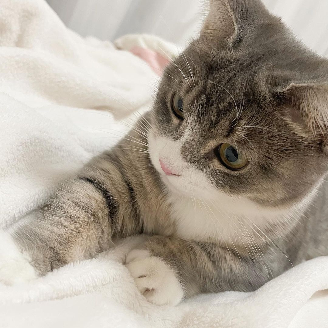 ViralTodayX's tweet photo. cute 😍😍😍

#viral #foryou #cat #catsofinstagram #cats #nature #canada #photo #pics #usa #resim #japan #pet #кот #london #photography📷 #losangeles #chikago #houston #philippines #phoenix #sanantonio #philadelphia #india #norway #猫 #dog #followforfollowback #instagood #canva https://t.co/kc4dzkOKwn