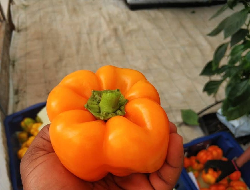 AfricanGrowers's tweet photo. Which of the bell peppers have you used before?
Tag a friend. #bellpepper #veggies #foodies #africanfreaks #freaks #food #kitchen #cooking #farm2table #TAGsFarm https://t.co/YtQ3edE0ir