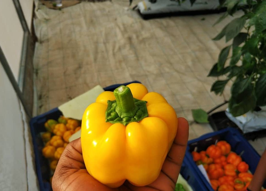 AfricanGrowers's tweet photo. Which of the bell peppers have you used before?
Tag a friend. #bellpepper #veggies #foodies #africanfreaks #freaks #food #kitchen #cooking #farm2table #TAGsFarm https://t.co/YtQ3edE0ir