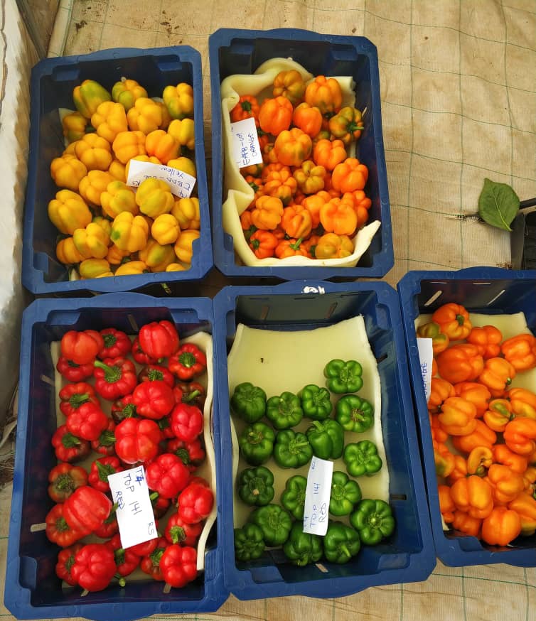 AfricanGrowers's tweet photo. Which of the bell peppers have you used before?
Tag a friend. #bellpepper #veggies #foodies #africanfreaks #freaks #food #kitchen #cooking #farm2table #TAGsFarm https://t.co/YtQ3edE0ir