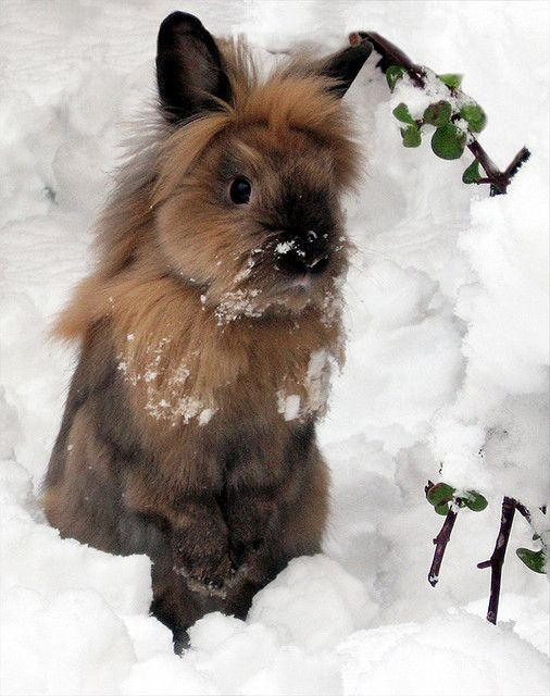 RabbitEveryHour's tweet photo. https://t.co/WRELN9zBbM
