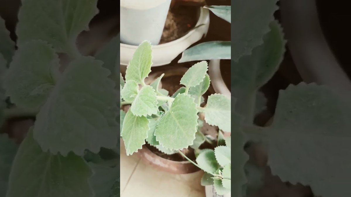 AllForGardening's tweet image. Ajwain plant ko grow karne se phle #ajwainplant #growingtips #kitchengardening ##VegetableGardening

allforgardening.com/451143/ajwain-…