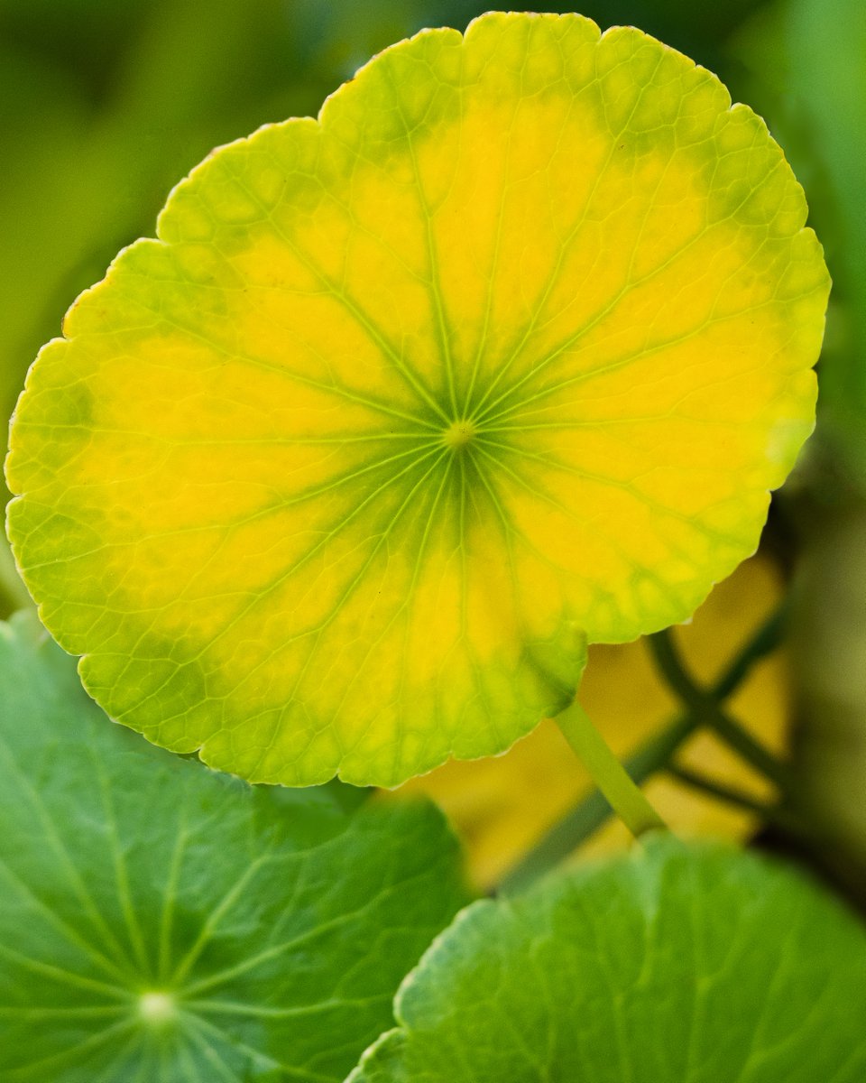 KarenguoPhoto's tweet image. #leaf #patten #Autumn