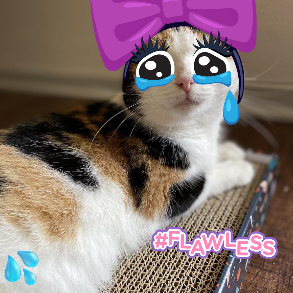 FeLV_cat's tweet photo. 🚨🚨🚨Strawberry Meowgarita is looking for a foster for soooo long 💔💔💔💔
#AdoptDontShop #AdoptAShelterCat #AdoptaLessAdoptablePet #incontinentKitty #CalicoCrew #FosteringSavesLives #BucketlistforSculptureFalls was to find kitties like Strawberry a home https://t.co/UUHcP471R4