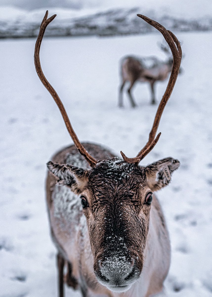 mulkrajg's tweet photo. Oh  my-DEER! 

#tromso #norway #leica #leicaphotography https://t.co/GmlnKveKvs