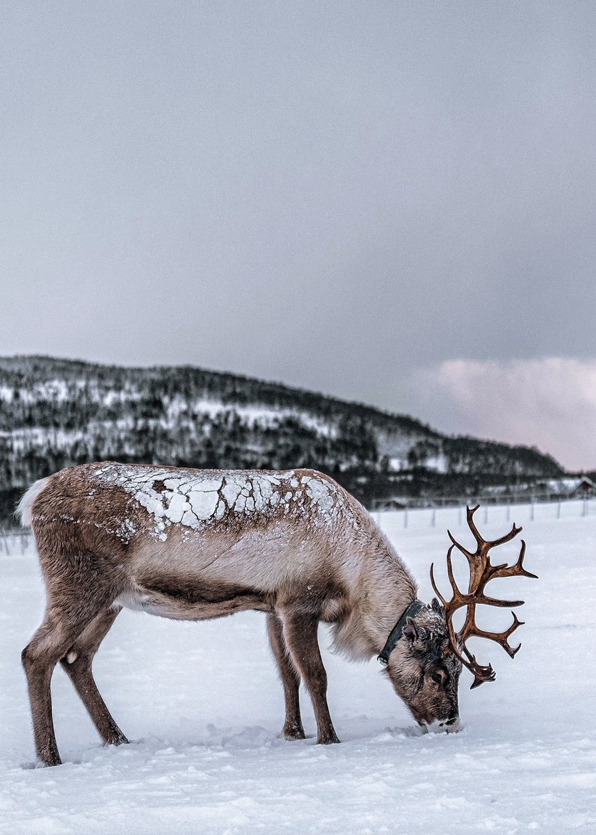 mulkrajg's tweet photo. Oh  my-DEER! 

#tromso #norway #leica #leicaphotography https://t.co/GmlnKveKvs