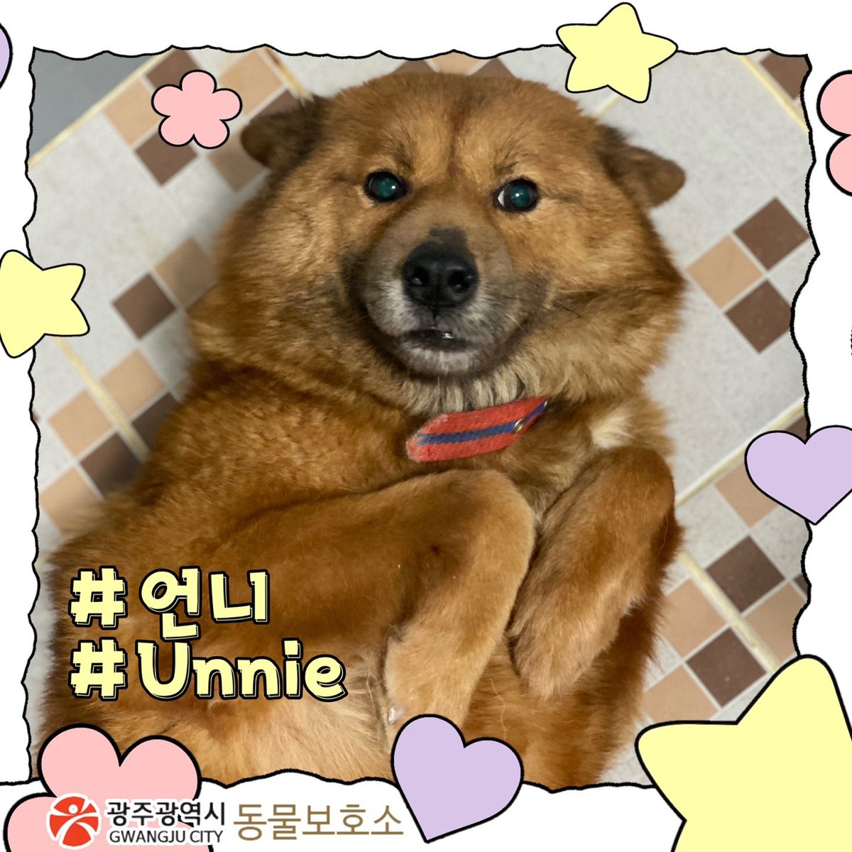 thousandandpets's tweet photo. ✔️Unnie
Mixed/ Girl/ 4 yrs old(Estimated)/ 14kg

Vaccination completed / Heartworm negative / Neutralization unknown

Unnie is a huge cute girl and she isn't shy at all. ❤️

Serial number 21-1259

📍Search “Gwangju Animal Shelter” on Youtube
💌DM for inquiry https://t.co/xQUAuaIsaz